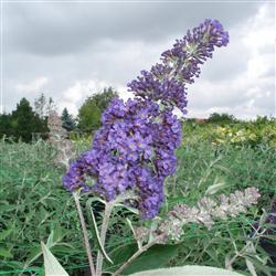 Buddleia d. 'Ellens Blue'