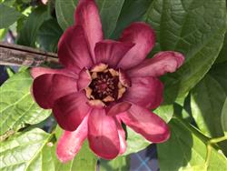 Calycanthus 'Aphrodite'