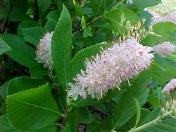 Clethra a. 'Pink Spire'